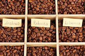 Либерика: забытый сорт кофе обретает новые перспективы