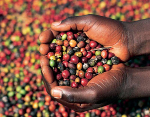 Кофе Seven Lakes из Руанды: «семь озер» с шоколадным вкусом