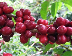 Кофе Гвинеи: сочность фруктов во вкусе лучших сортов