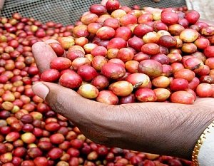 Кофе из Бурунди и Заира: зерна из райского климата