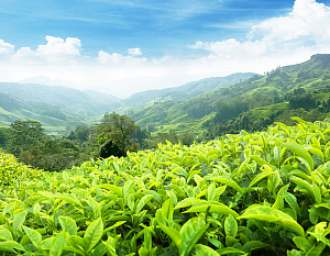 Международный день чая утвердили в ООН. Чайную индустрию будут развивать в Эквадоре