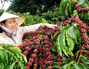 Состояние кофейного рынка во Вьетнаме, Индонезии. Прогнозы профессионалов