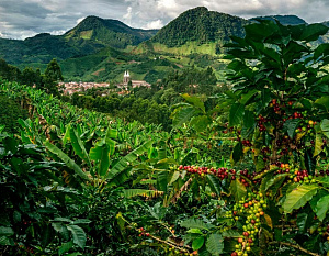 Состояние кофейного бизнеса в Колумбии, основные проблемы