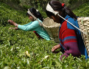 Непальские чаеводы смогут использовать свой логотип