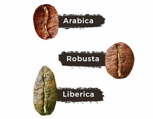 Сорт кофе либерика. Его происхождение и особенности