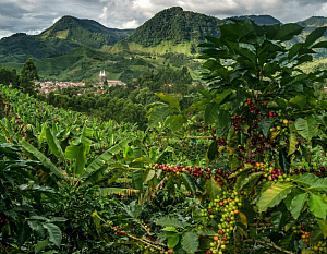 География выращивания кофейных деревьев, условия их произрастания