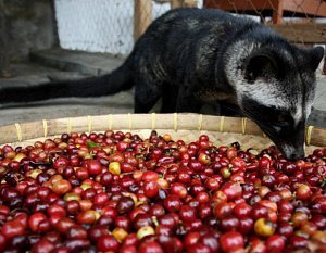 Самые популярные сорта кофе Южной Америки