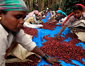 Кофейное производство в Индии достигло рекордных показателей
