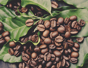 Защита технологии хаулани-кофе, рецепт идеального напитка от Джейма Фостера