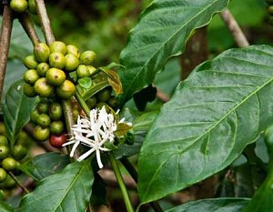 Кофе-индустрия Анголы: робуста и арабика от бывшего кофейного лидера