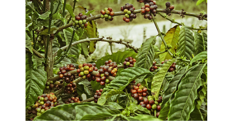 Кофе вьетнам далат