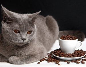 Сочинский кот-гурман начинает день с чашки кофе. Удивительные секреты напитка раскрывают эксперты