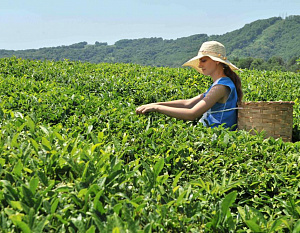 На Кубани чаеводы ждут рекордного урожая. В Коми собирают иван-чай