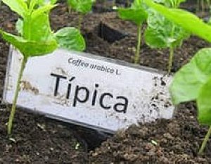 Кофе Typica: прародитель элитных сортов