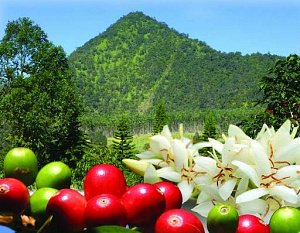 Гавайи – рай для ценителей экзотических сортов кофе