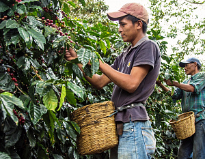 Для сбора колумбийского кофе не хватает рабочих рук 