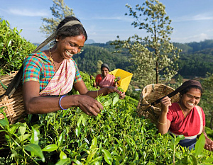 	 Лучшие индийские регионы чаеводства для туристических направлений