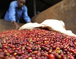 Кофейным фермерам Руанды и Кении поможет Британское космическое агентство