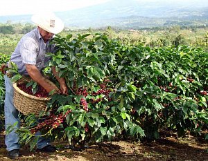 Бразильский кофе вытесняет с рынка вьетнамского конкурента