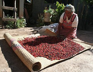 Кофе из Мексики: элитная продукция для настоящих ценителей