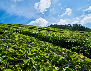 Получить большой урожай чая на Кубани не дала погода. Безопасность чайных пакетиков доказана