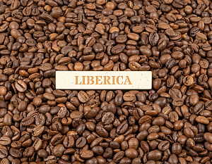 Откройте для себя уникальный аромат сорта кофе Либерика